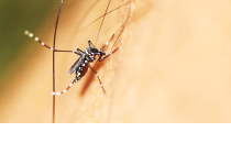Musnahkan Aedes Pembawa Denggi